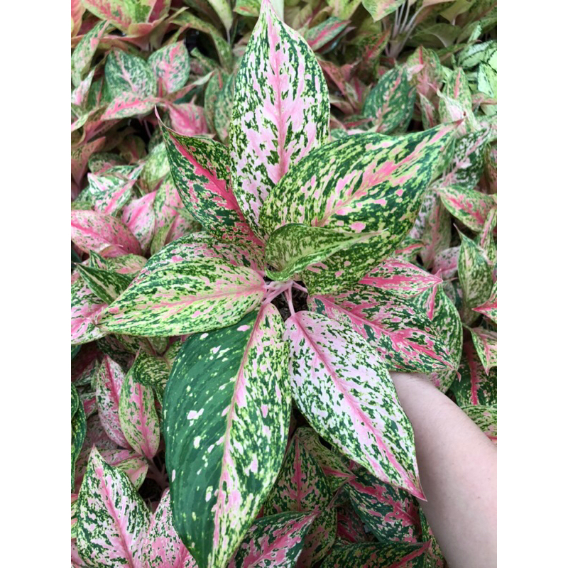Aglaonema cleopatra