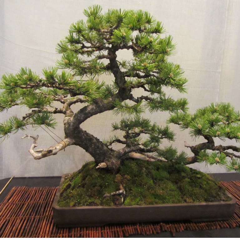 Biji Benih Bibit Pohon Bonsai Mugo Pine - Pinus Gunung