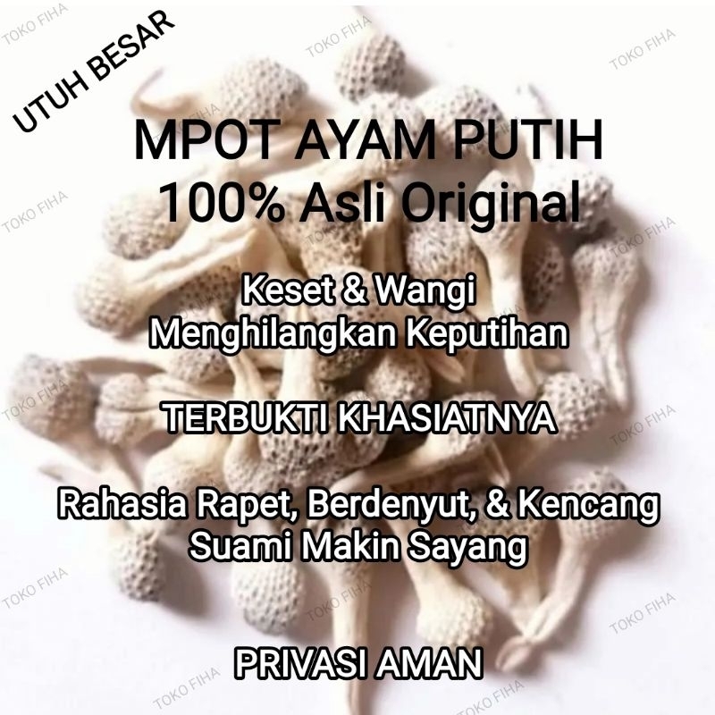 

Per 10 Biji | EMPOT MPOT AYAM PUTIH ORIGINAL | Herbal Kualitas Super - Utuh Besar