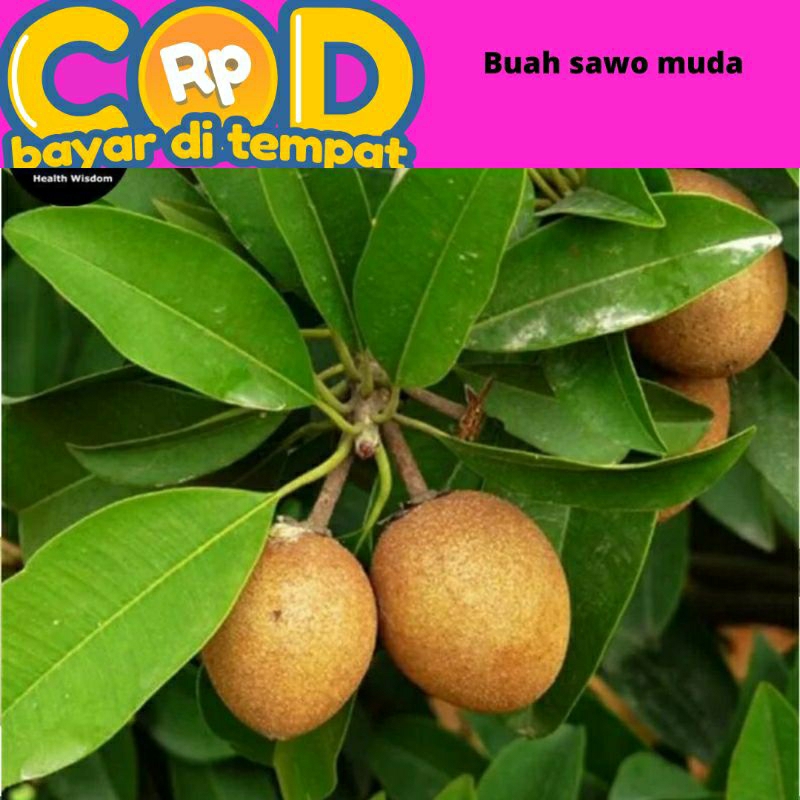 

buah sawo muda untuk obat herbal