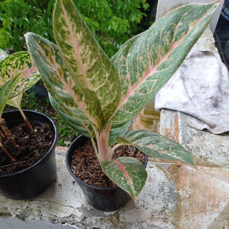 Aglonema Harley Queen