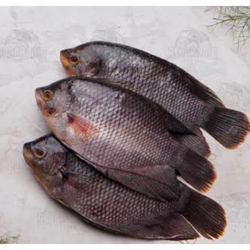 

Ikan Gurame Hidup Segar 1kg