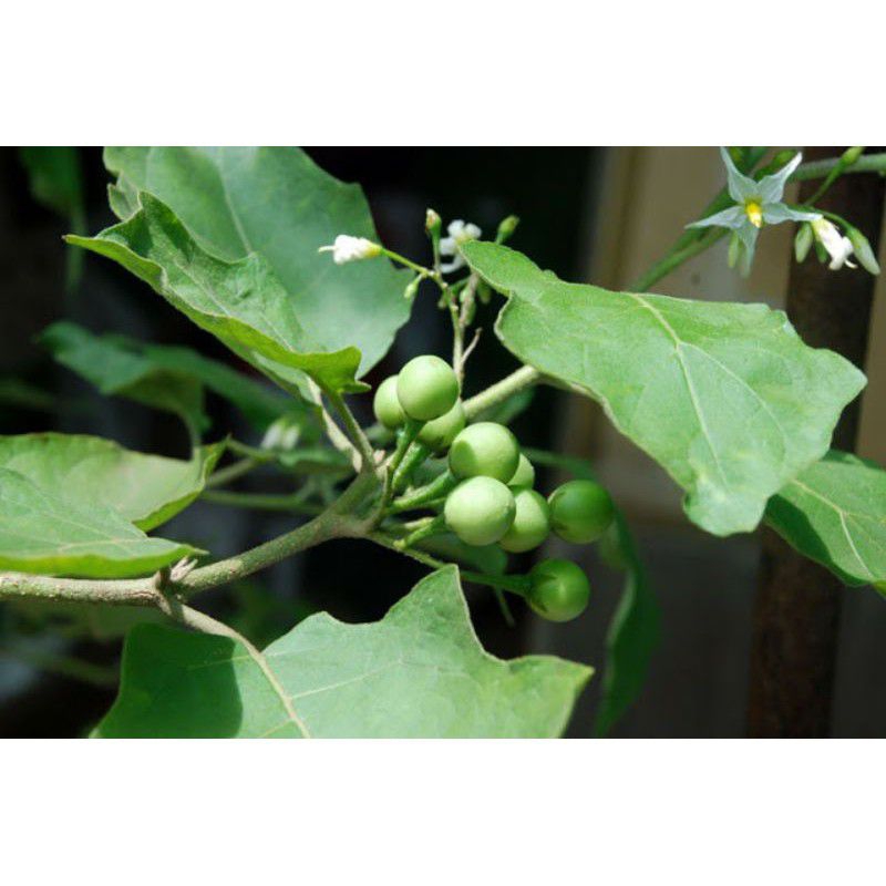 

Buah cepokak terong pipit tekokak 200 gram