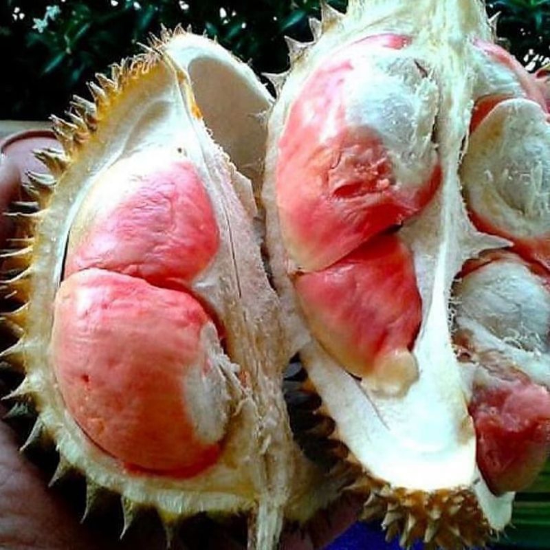 Bibit durian merah banyuwangi