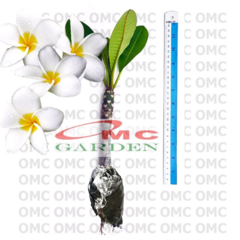 Bibit Bunga Kamboja Bali Bunga putih