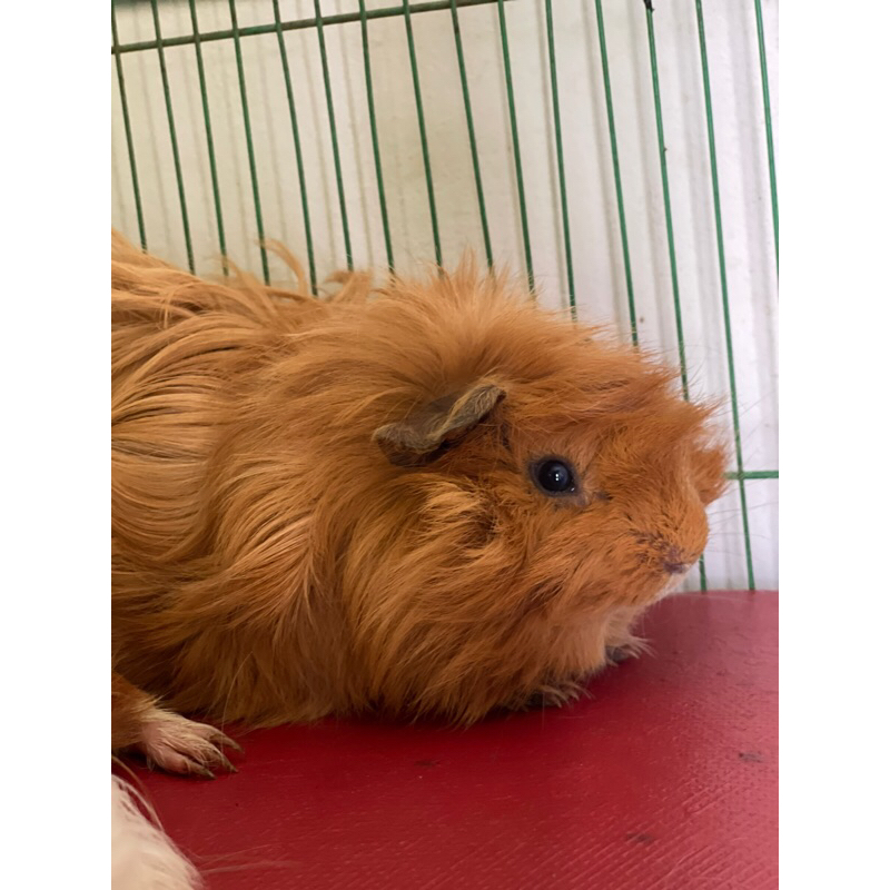 Marmut / Marmut Hias / Guinea Pig / Marmut Peruvian / Marmut Sheba / Marmut Coronet / GP / Marmut Se