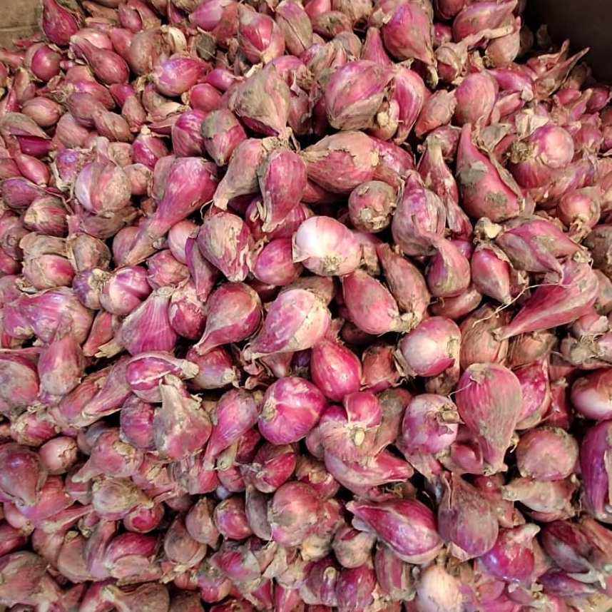 

Bawang Merah Brebes 1kg