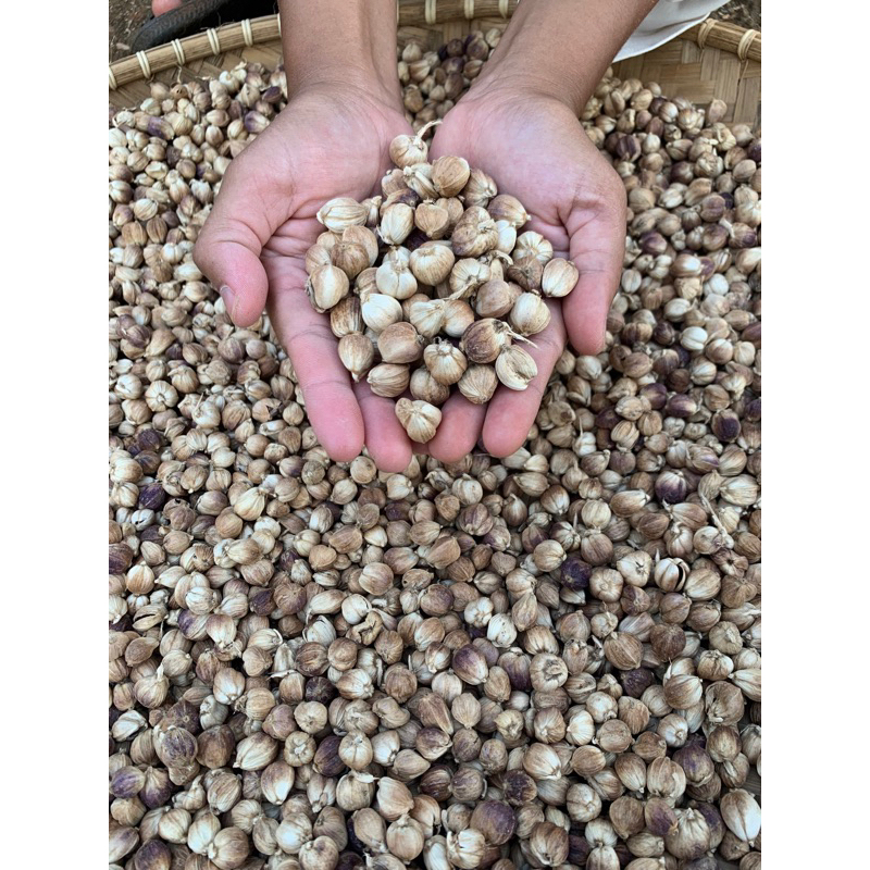 

kapulaga kering premium