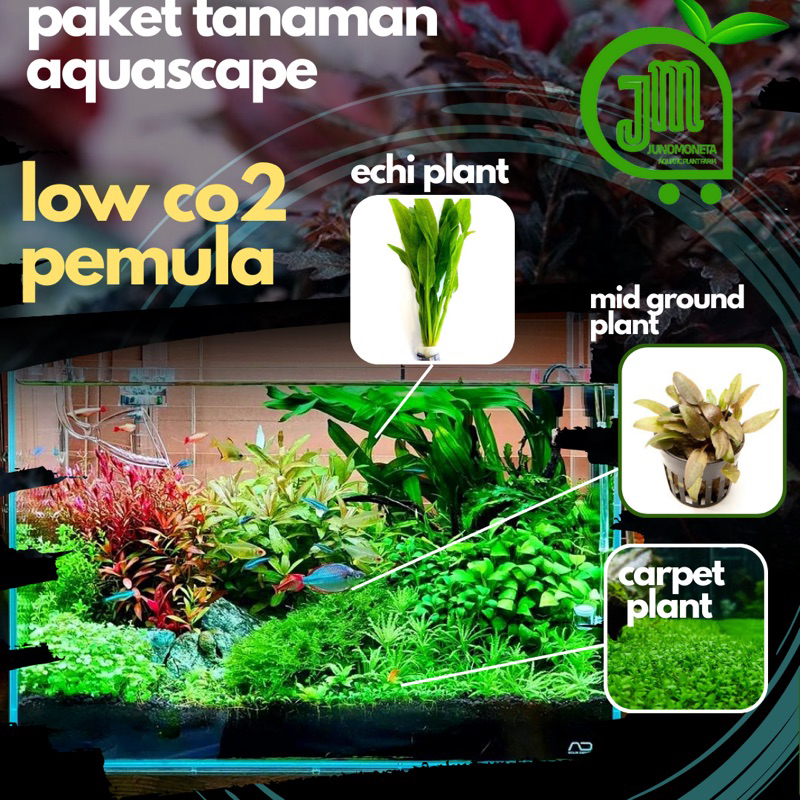 Paket Stemplant Low Co2 Low Light - Paket Tanaman Aquascape - Tanaman Aquascape Aquarium -Tanaman Aq