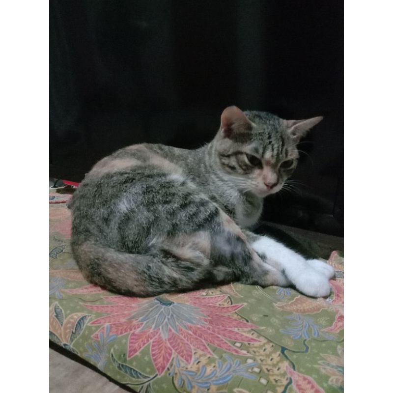(PROMO BELI 2 KUCING 150.000 SAJA) OPEN ADOPT KUCING DEWASA USIA 1 1/2 TAHUN CAMPURAN PERSIA MIX MIX