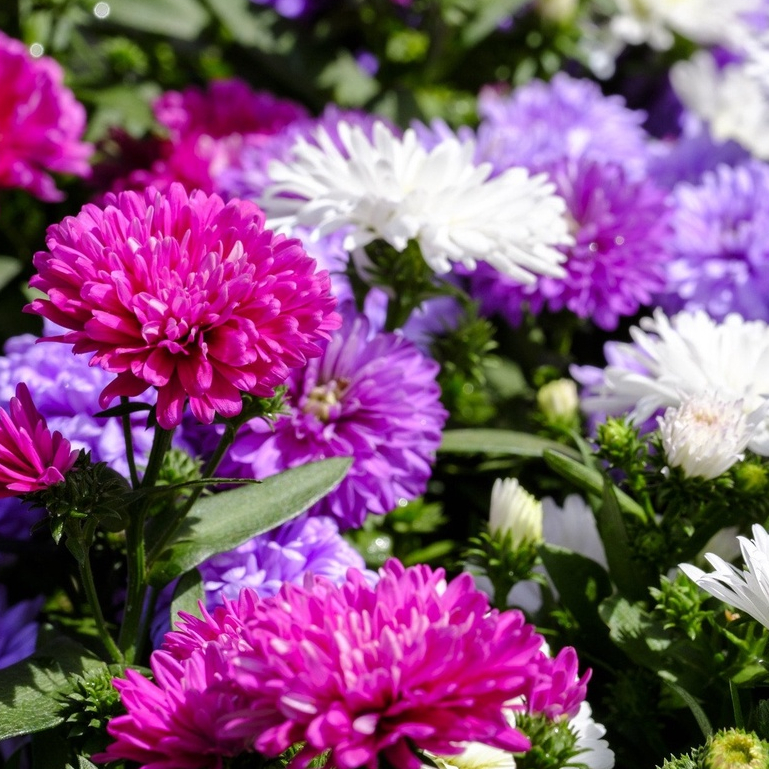 Biji Benih Bibit Bunga Aster Powder Puff Callistephus Chinensis