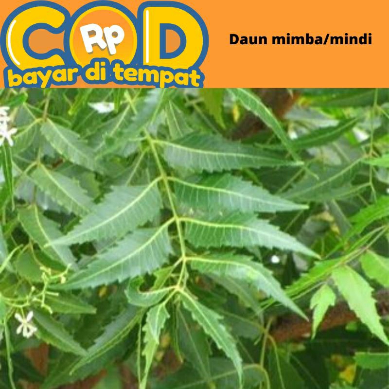 

Daun mimba segar dipetik saat di pesan 1 kg