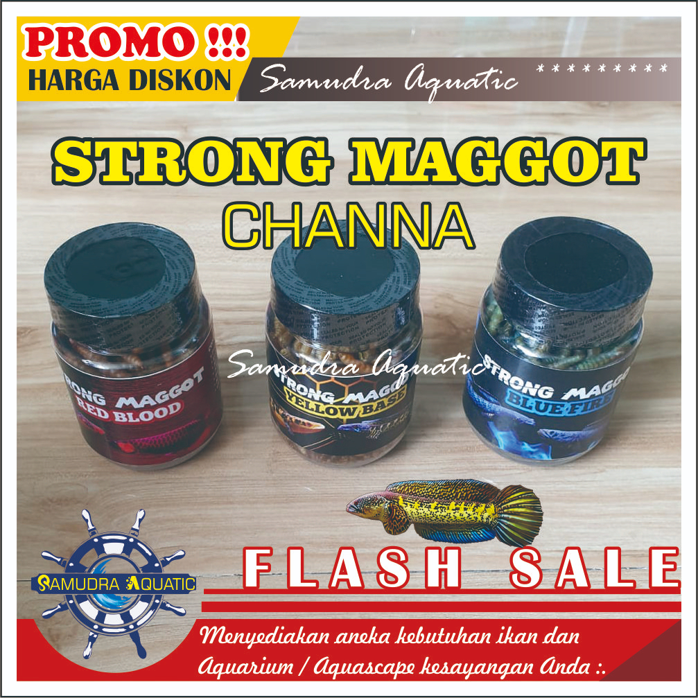 STRONG MAGGOT Chana, Pelet Ikan Chana, MAGGOT BSF, MAGOT BSF, Pakan Warna Chana, Cana, Channa, Pakan Ikan Predator