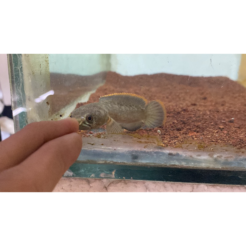 Hiasan aquarium Limbata lawu CB Premium