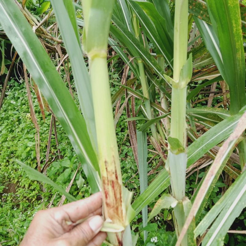 

Buah terubus ( turubuk ) fresh petik langsung dari pohonnya