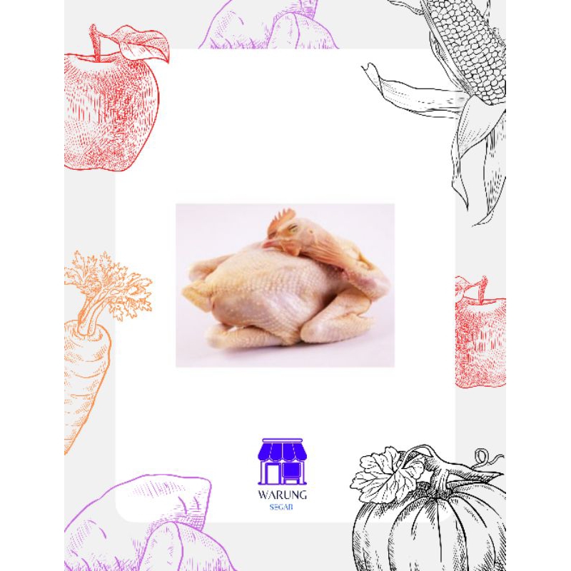 

AYAM TG SEGAR