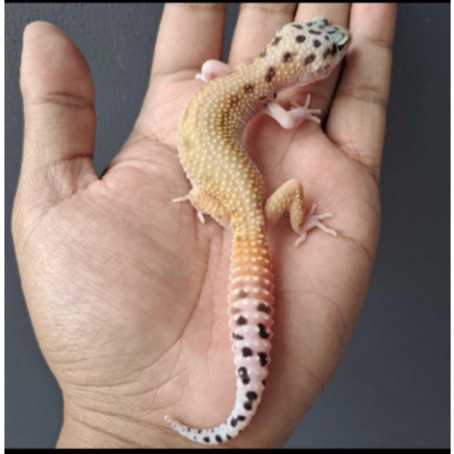 leopard gecko giant eclipse patty stripe