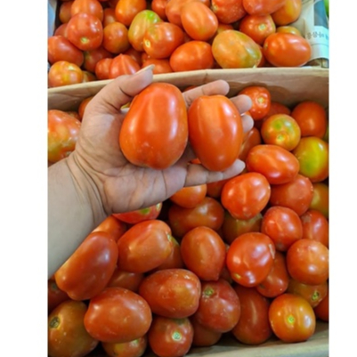 

Tomat Merah 500 gram