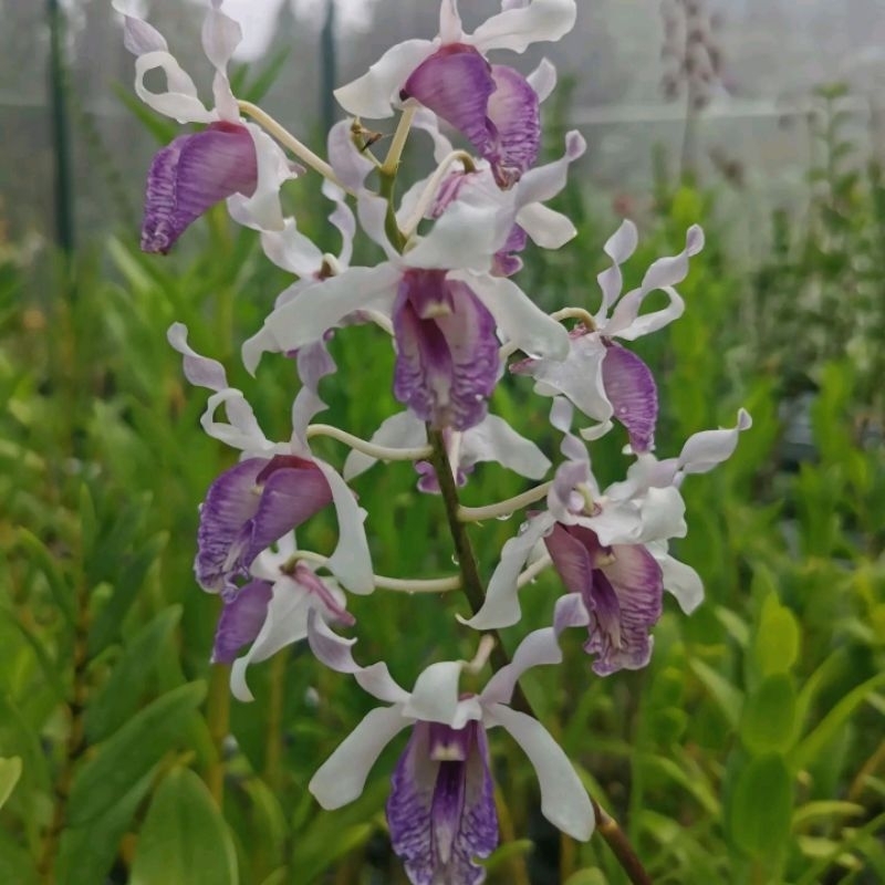 dendrobium nindii