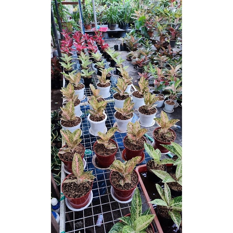 PAKET AGLONEMA A5 suksom lilin, legacy white, widuri orange