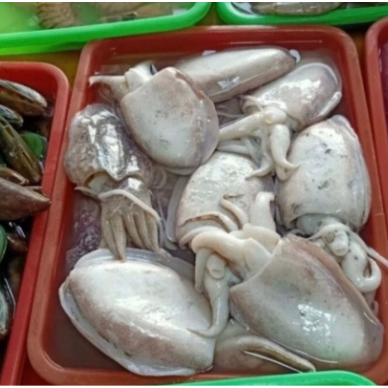 

Cumi Sotong Fresh 500gr-1kg