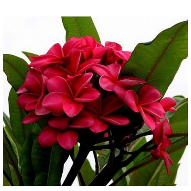 tanaman kamboja bali merah