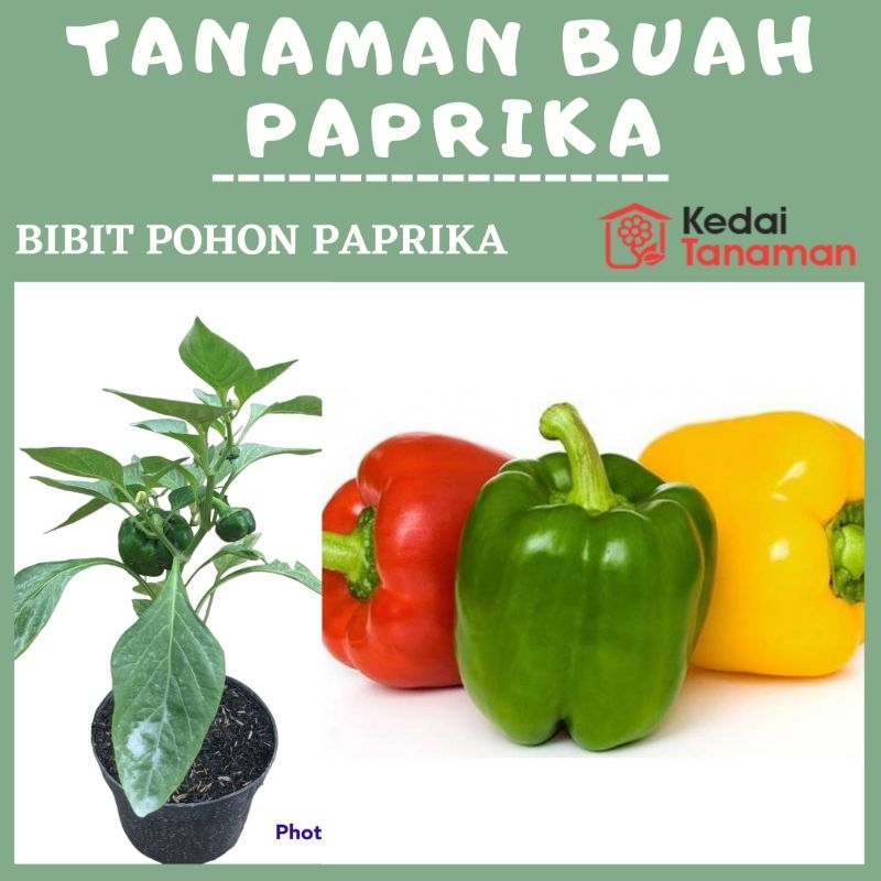 Bibit Tanaman Hidup Sayur PAPRIKA BERBUAH - Bibit Pohon Tanaman Buah Sayur Paprika Berbuah
