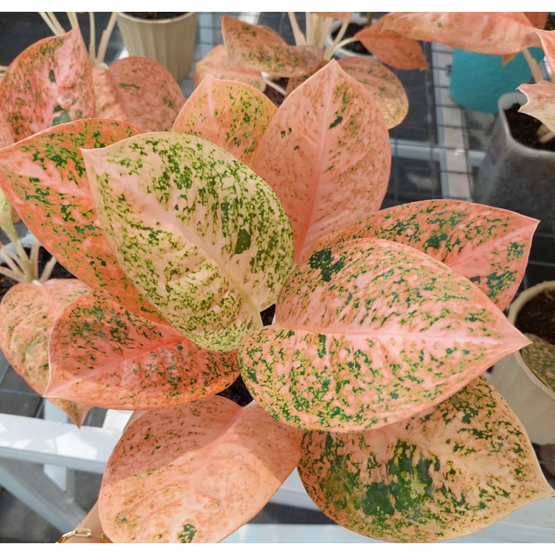 aglonema stardas orange