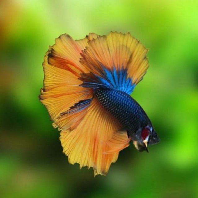 cupang halfmoon cendolan koleksi aquarium