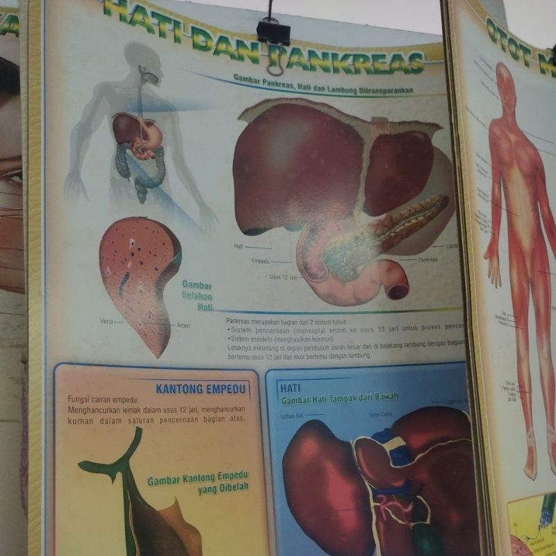 

Poster Rangka Tubuh/Poster Otot Manusia/Poster Tenggorokan/Poster Hati & Pankreas