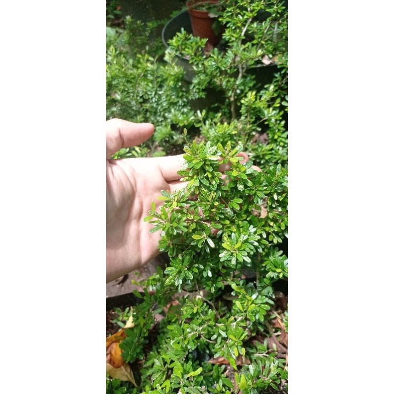 saeng simbur micro vietnam varigata golden