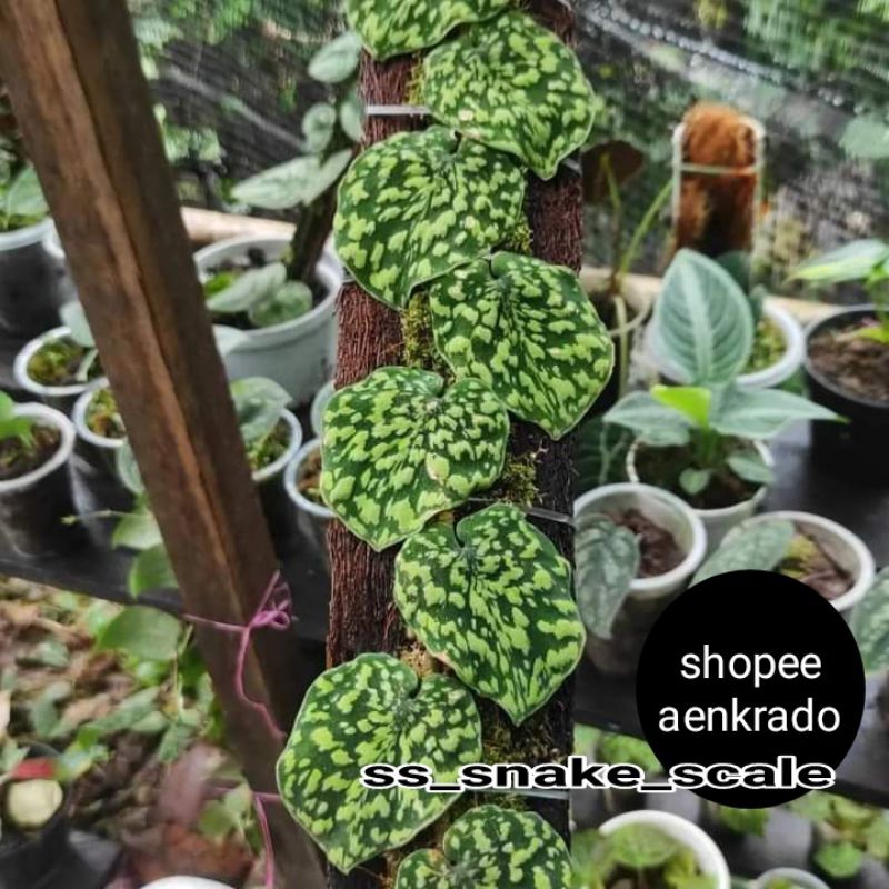 1turus_scindapsus_snake_scale_original_produk