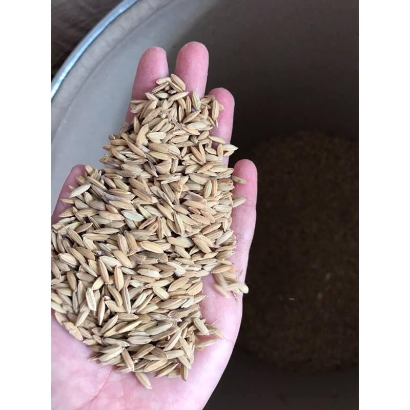 Gabah Kiloan Pakan Ayam