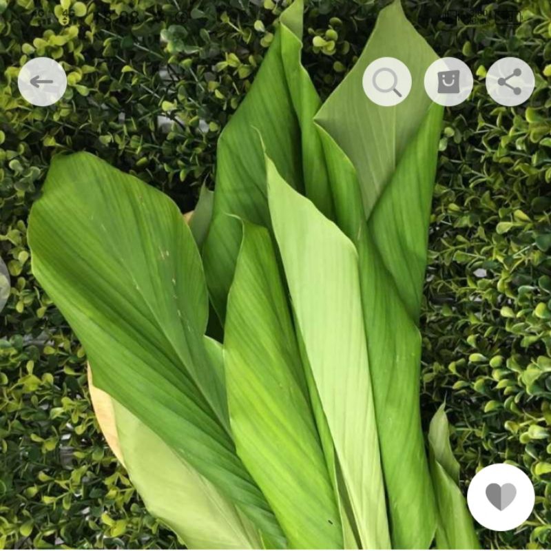 

Daun kunyit segar 250 gr