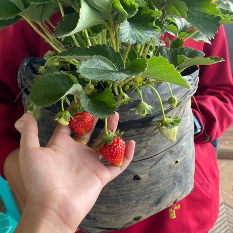 Tanaman Buah Strawberry California Indukan Besar Jumbo dan Rimbun Full Media