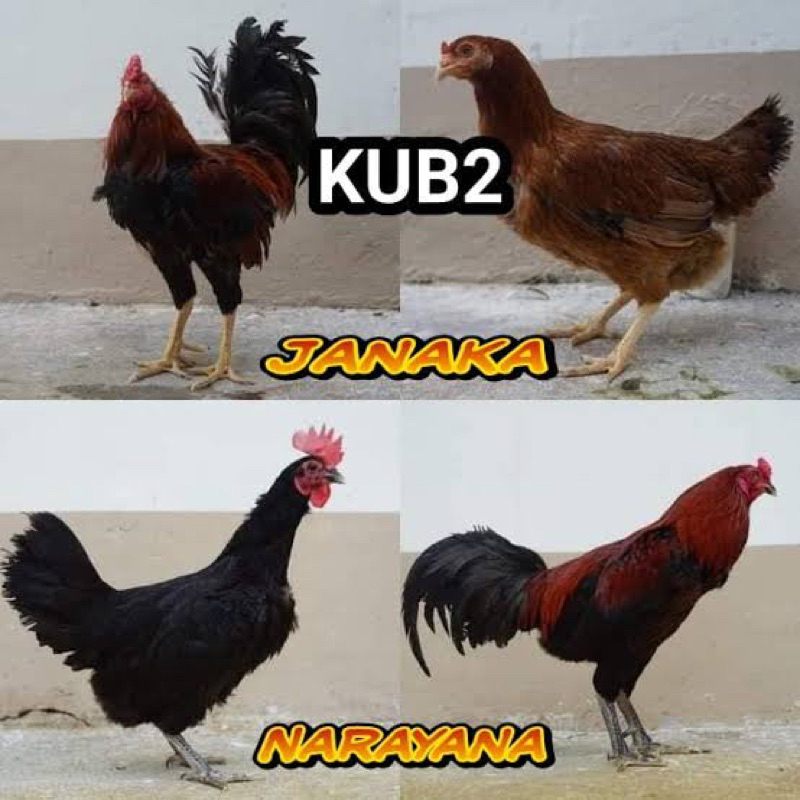 

TELUR AYAM KUB 2 UNTUK DI TETASKAN