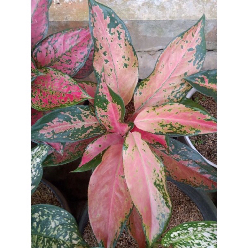 Aglonema kochin Camelon