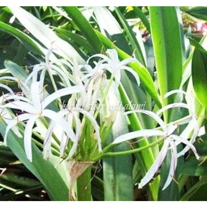 

herbal daun bakung segar (Crynum asiaticum Lilium)