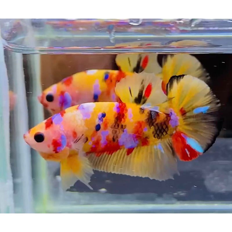 Cupang Yellow Base Multi