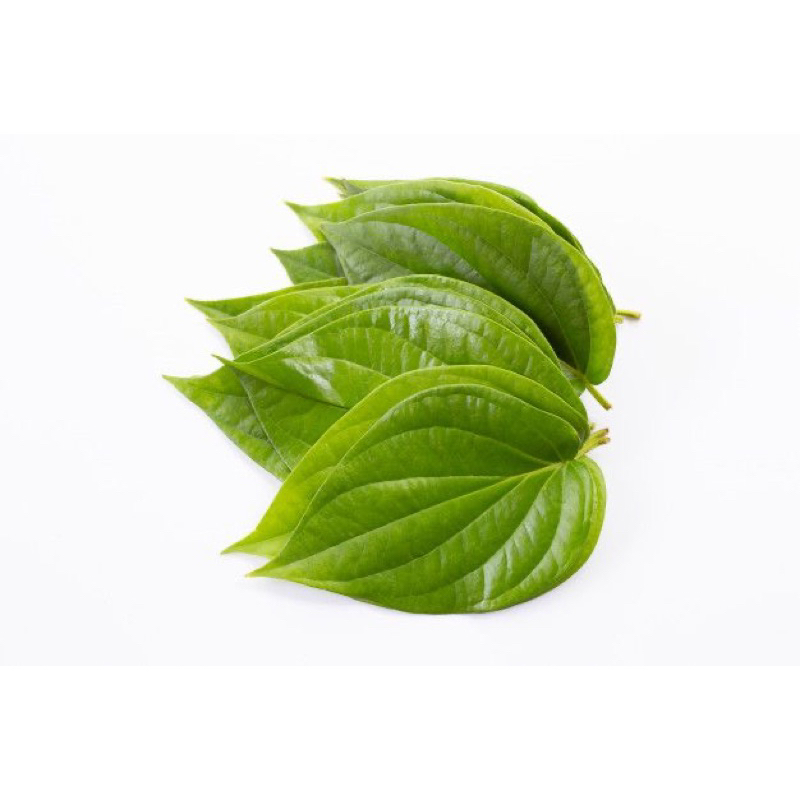 

DAUN SIRIH SEGAR MURAH FRESH PERLEMBAR OBAT HERBAL