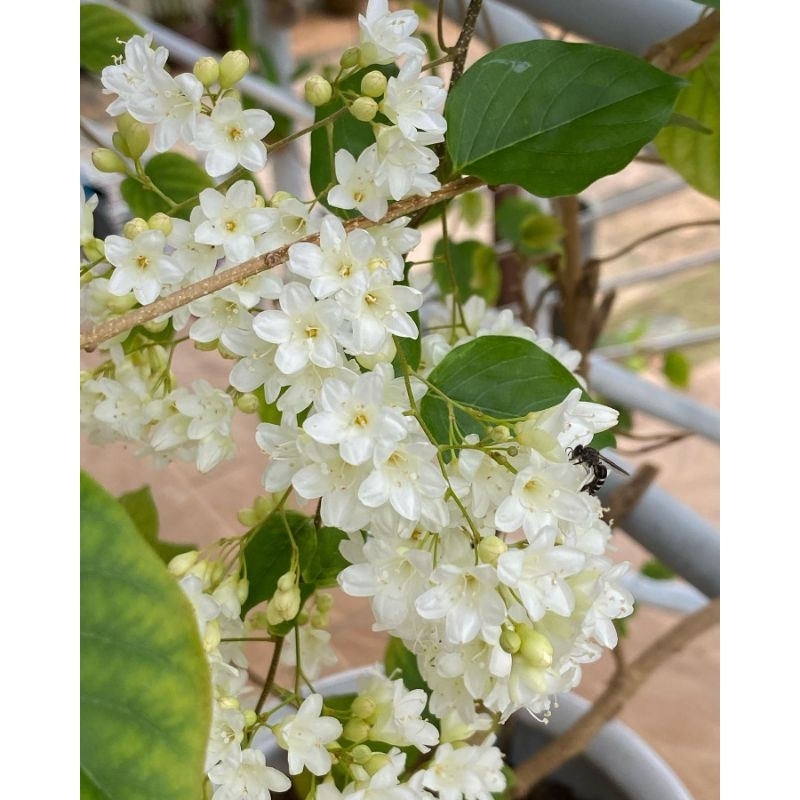 Bunga Porana volubilis vegetasi lebah klanceng dan trigona