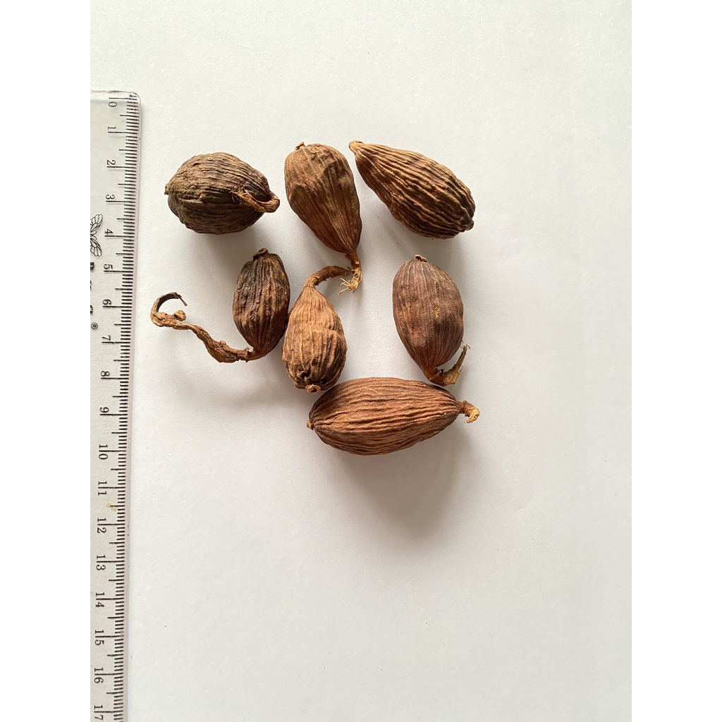 

Chao Kuo / Cao Guo Ren / Tsaoko Amomum Fruit / 草果仁 100 gram