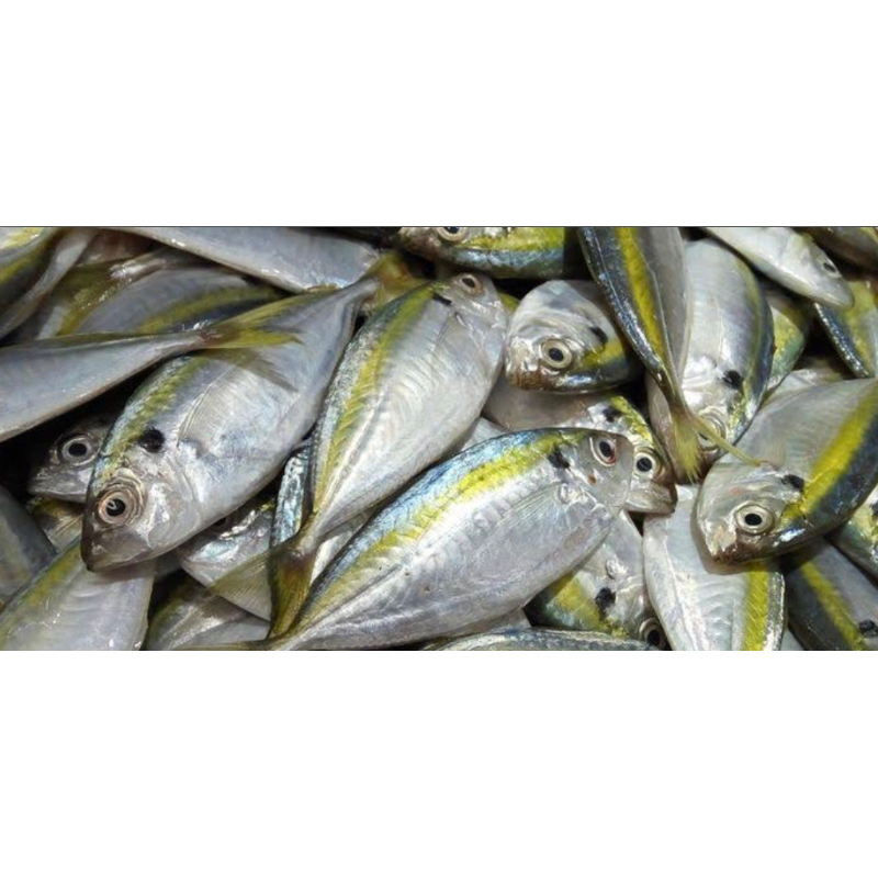 

Ikan Selar Fresh 500gr