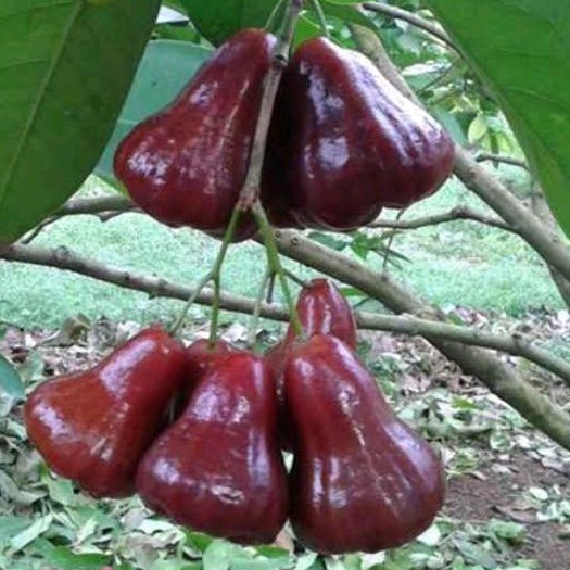 BIBIT JAMBU AIR MUTIARA HITAM TERBAIK