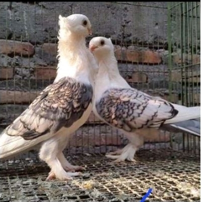 Merpati santinet sepasang