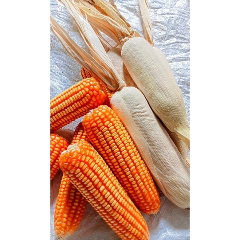 JAGUNG UTUH Kering "Jagung+ Klobot +Tongkol" 3-4pcs