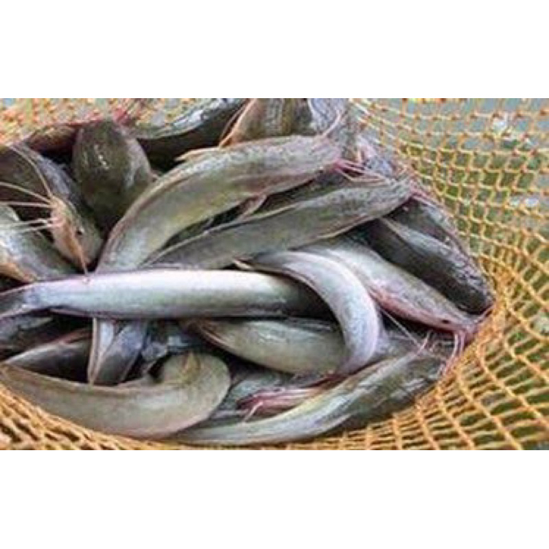 

Ikan Lele Hidup Mentah Segar 500gr