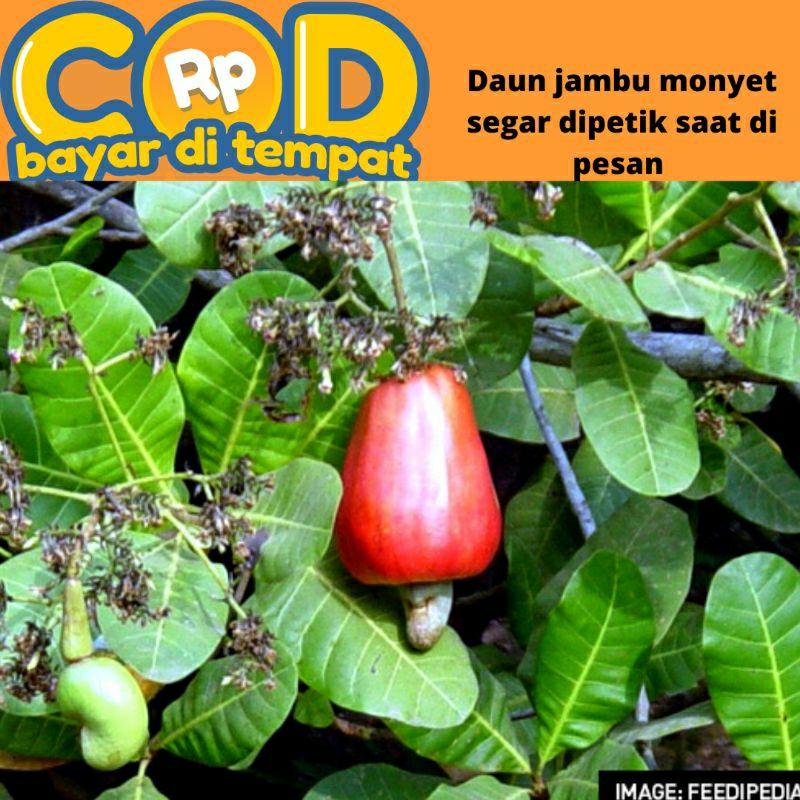 

daun jambu monyet segar perlembar dipetik saat dipesan