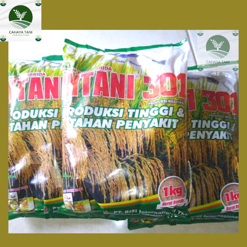 Benih Padi Hibrida Intani 301