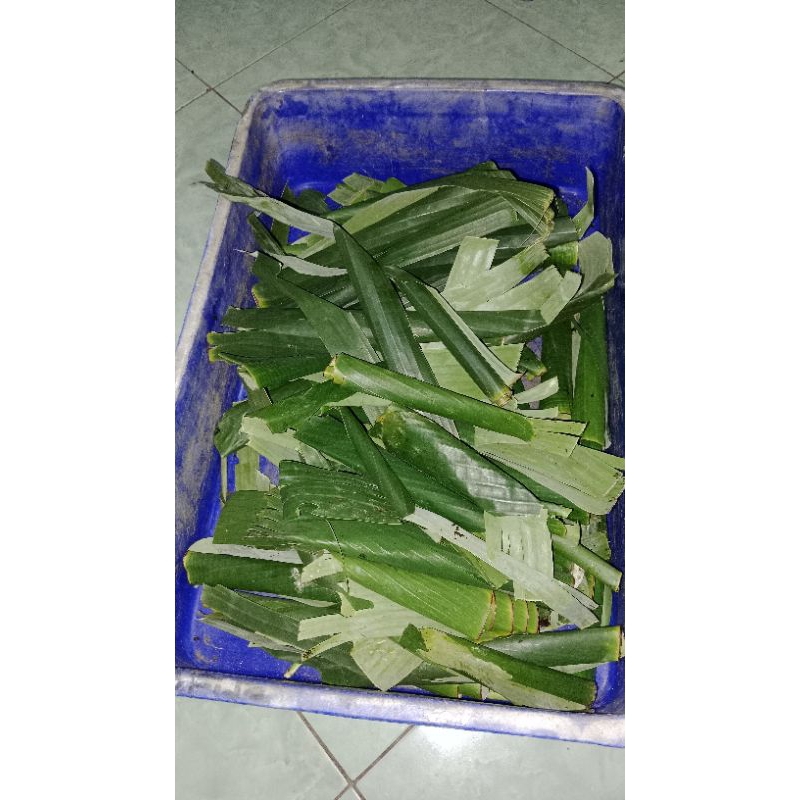 ulat/kepompong pisang